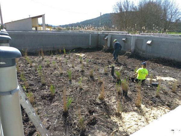 Plantation